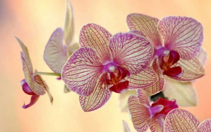 Orchid
