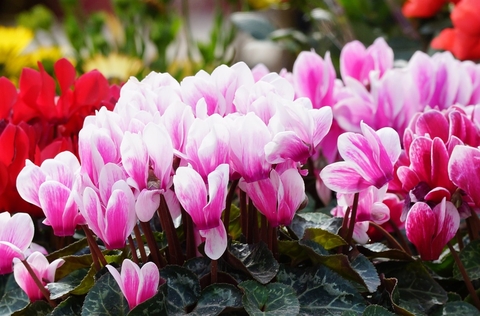 тапети petal, Close-up