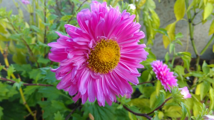 pink flower