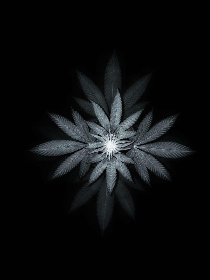 cocaine leaf