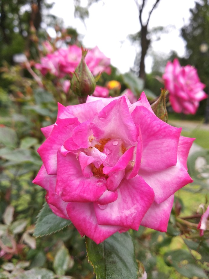 rose after rain