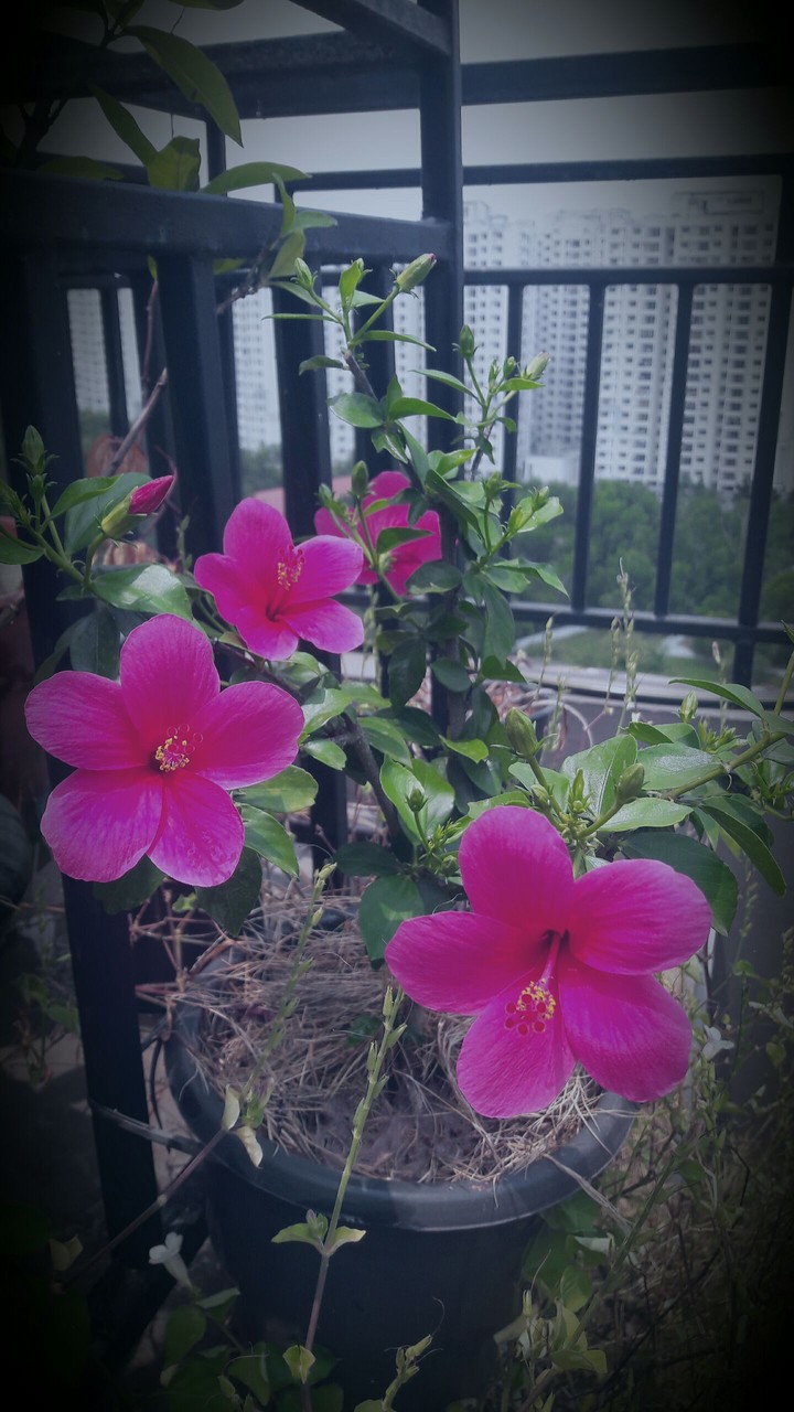 hibiscus
