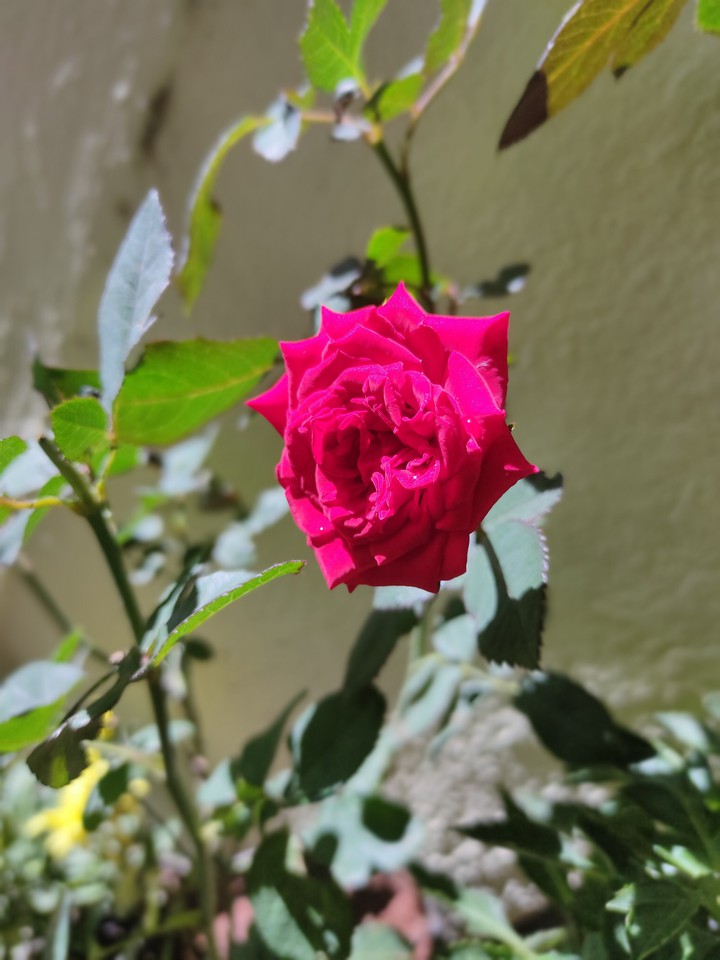 red rose