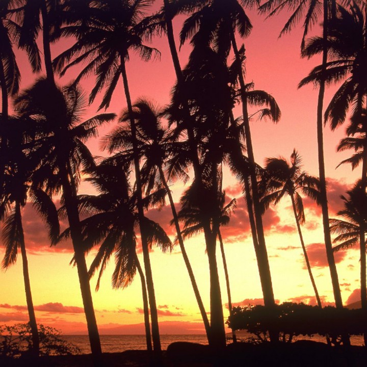 Tropical Hawaii