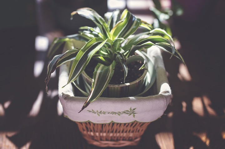 Leaves