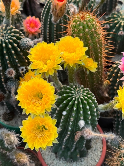 tapety Cactus, petal