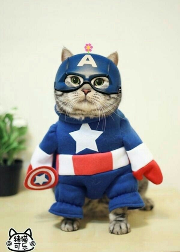 cat