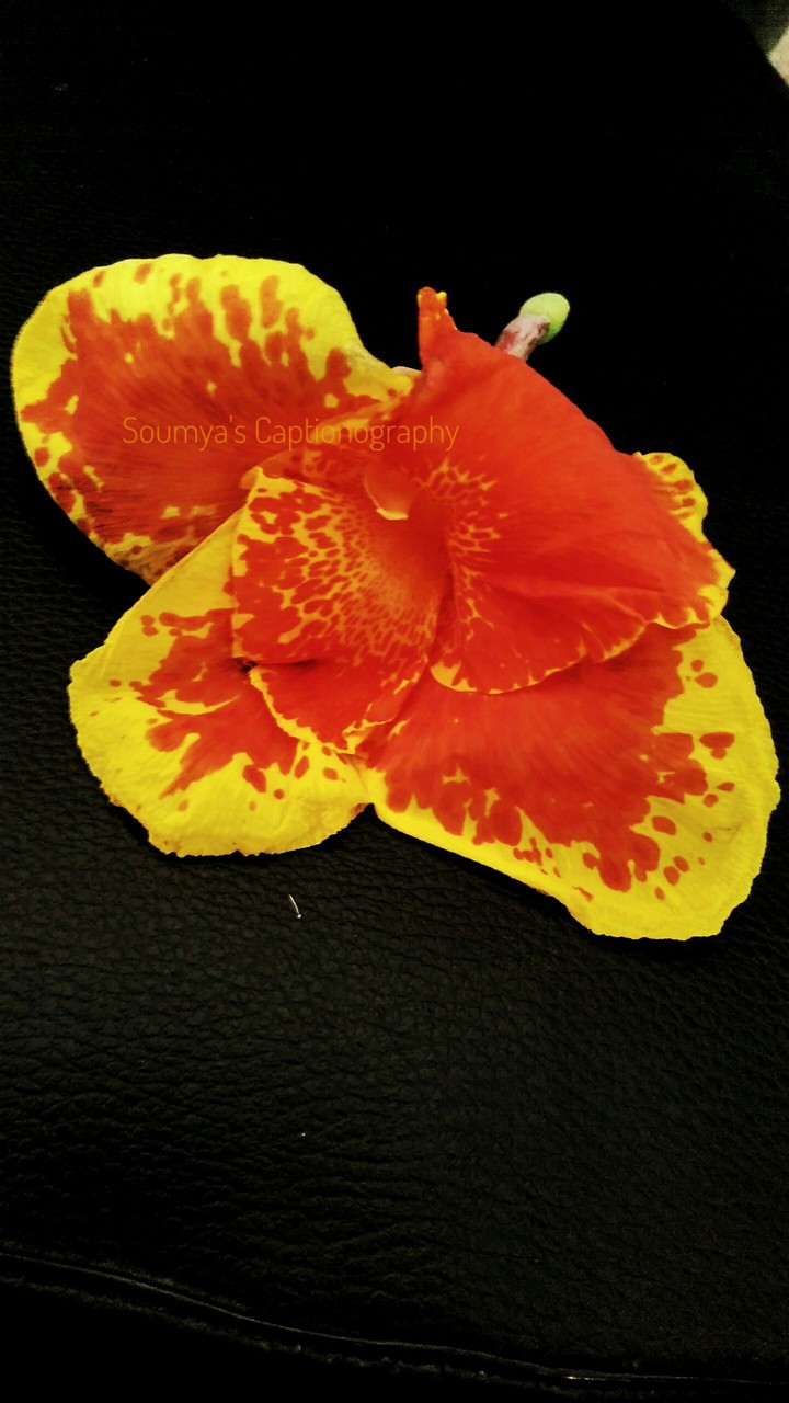 yucaliptus flower