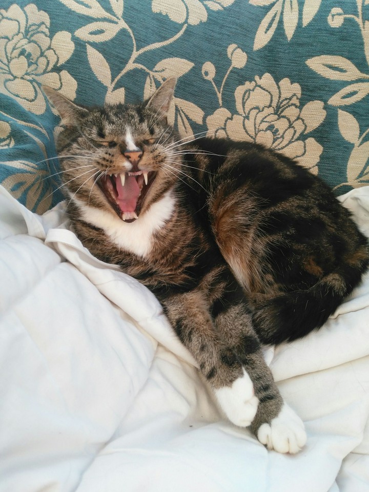 Cat Yawning