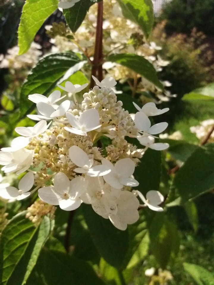 White florets