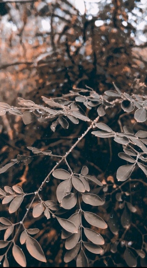 Nature
