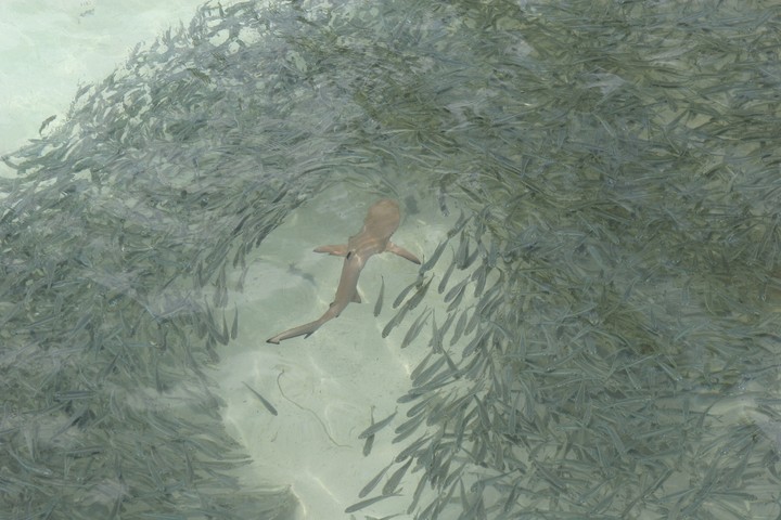 Sea