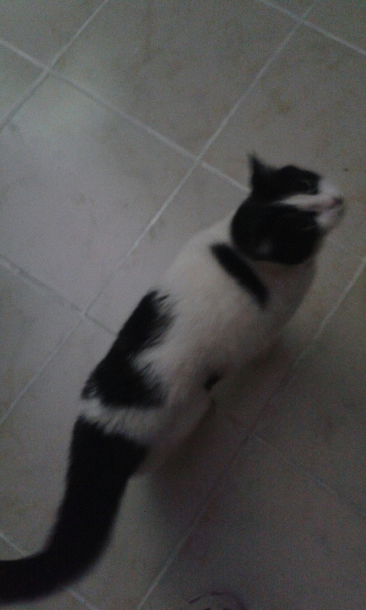 Maszat (Maszat this cat name)
