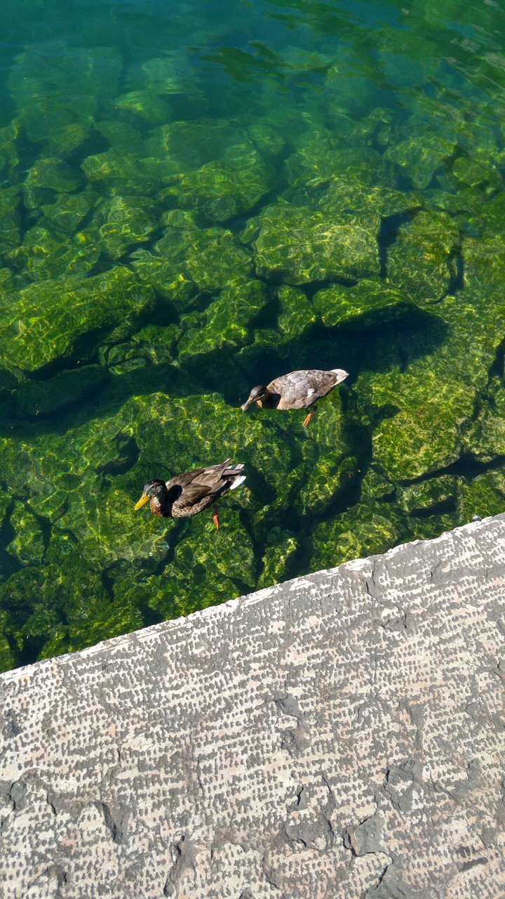 lago