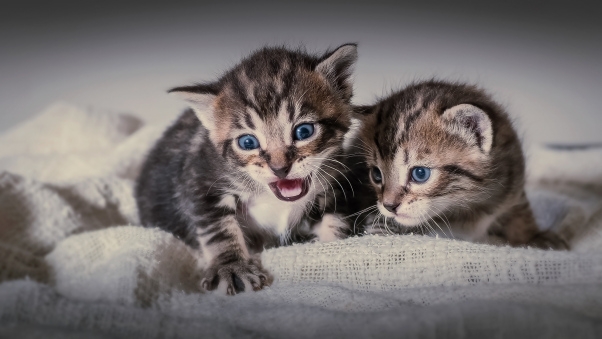 twin kittens