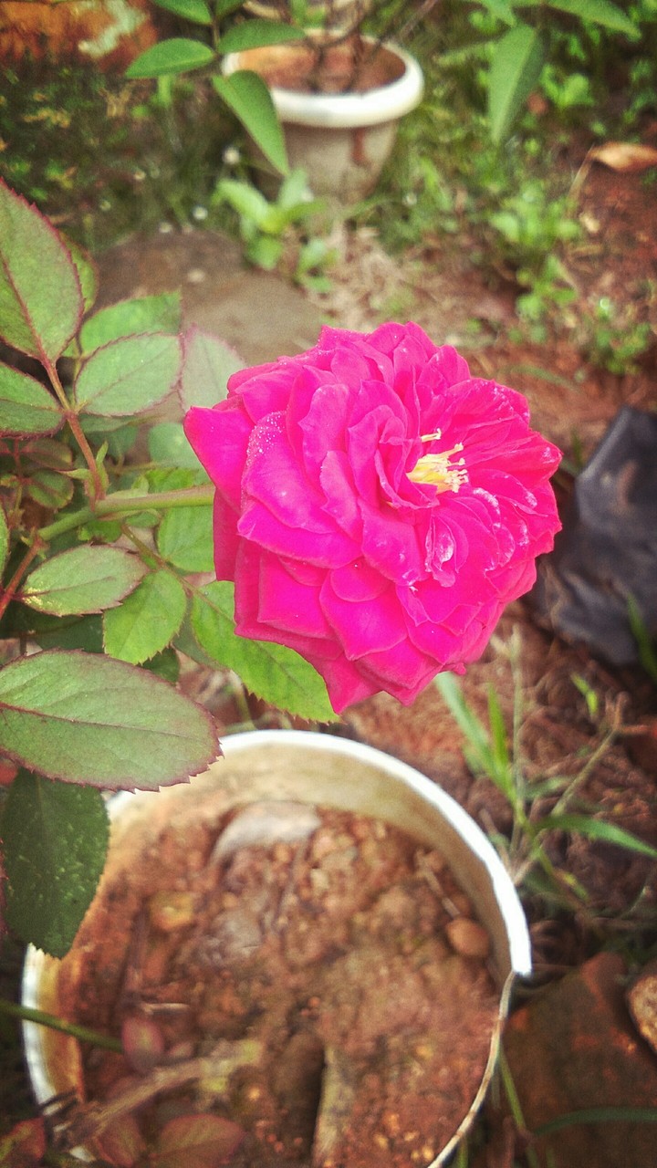 Rosely Rose