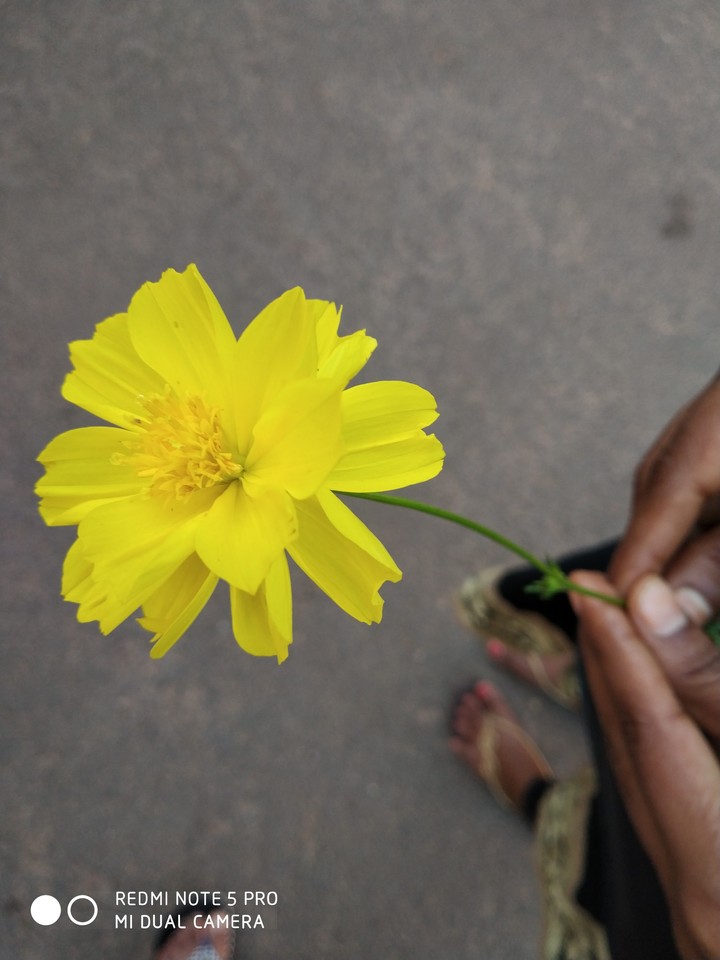 Beautiful yellow flower