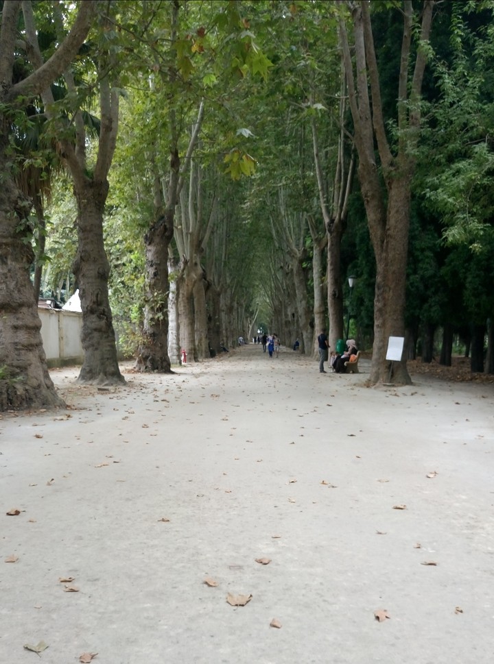 Trees