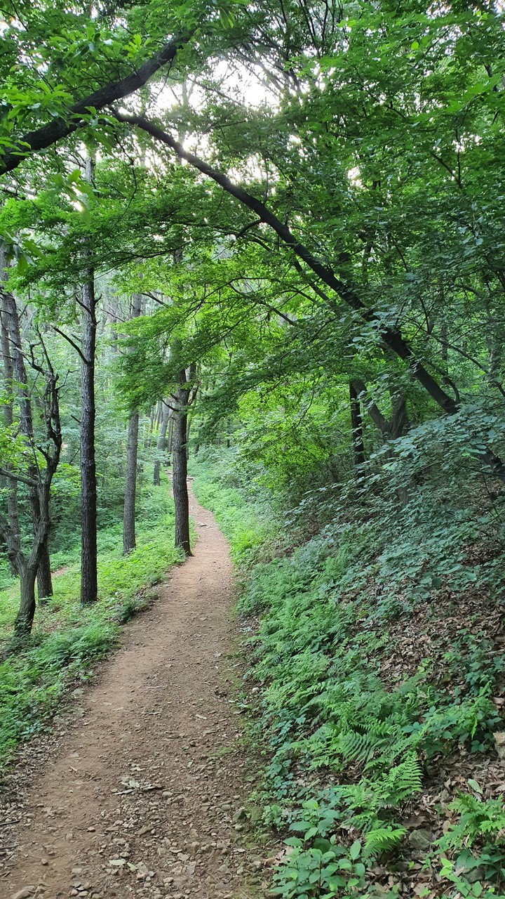 숲속길(road in the woods)