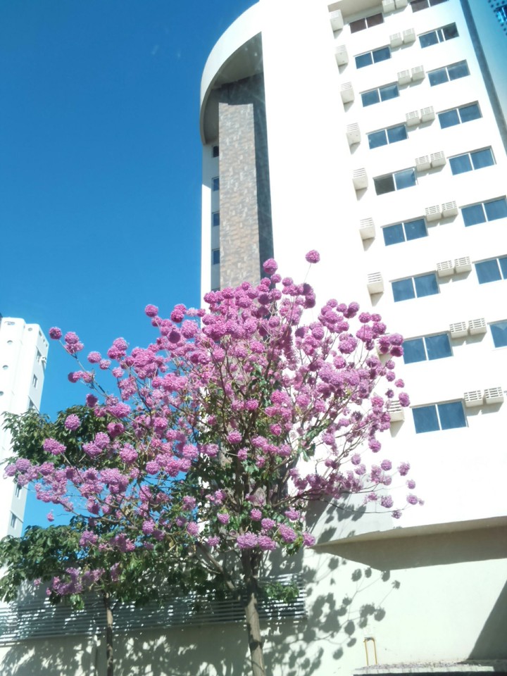 purple