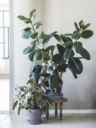 my houseplant