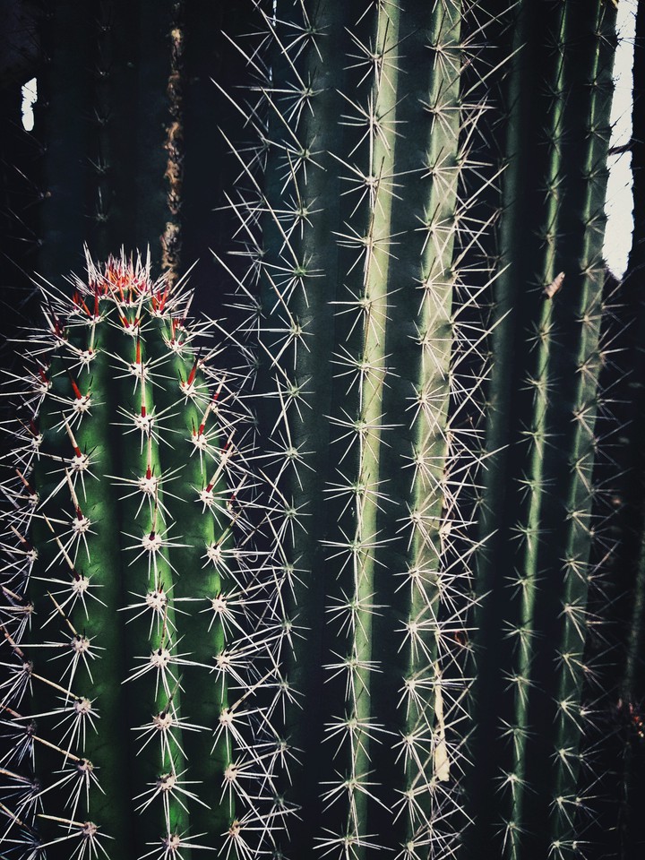 spiny winy