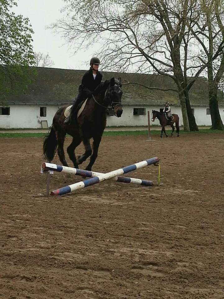 Horse jumping
