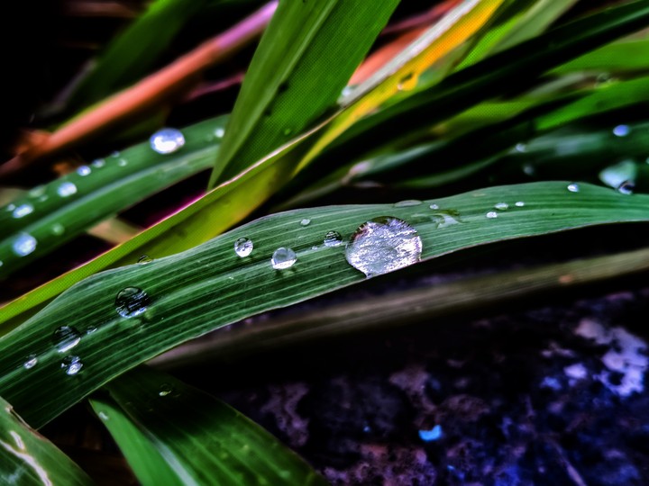 Raindrop ? ON LêãF ☘️☘️