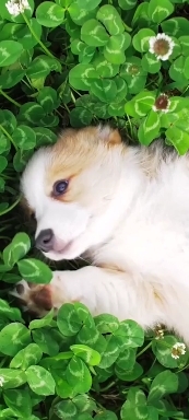 Собачка ❤️