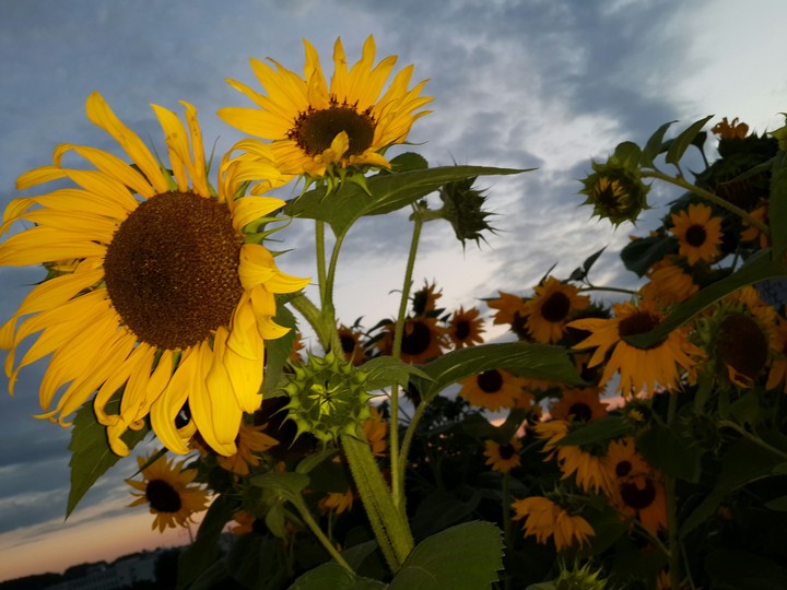 sunflower
