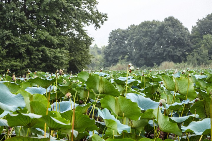Sostan swamp, Gilan Porovine, Iran
