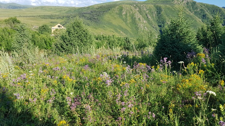 nature