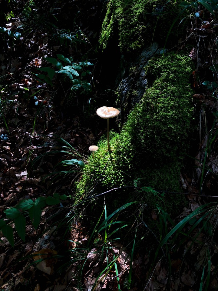 Arianna in the wood