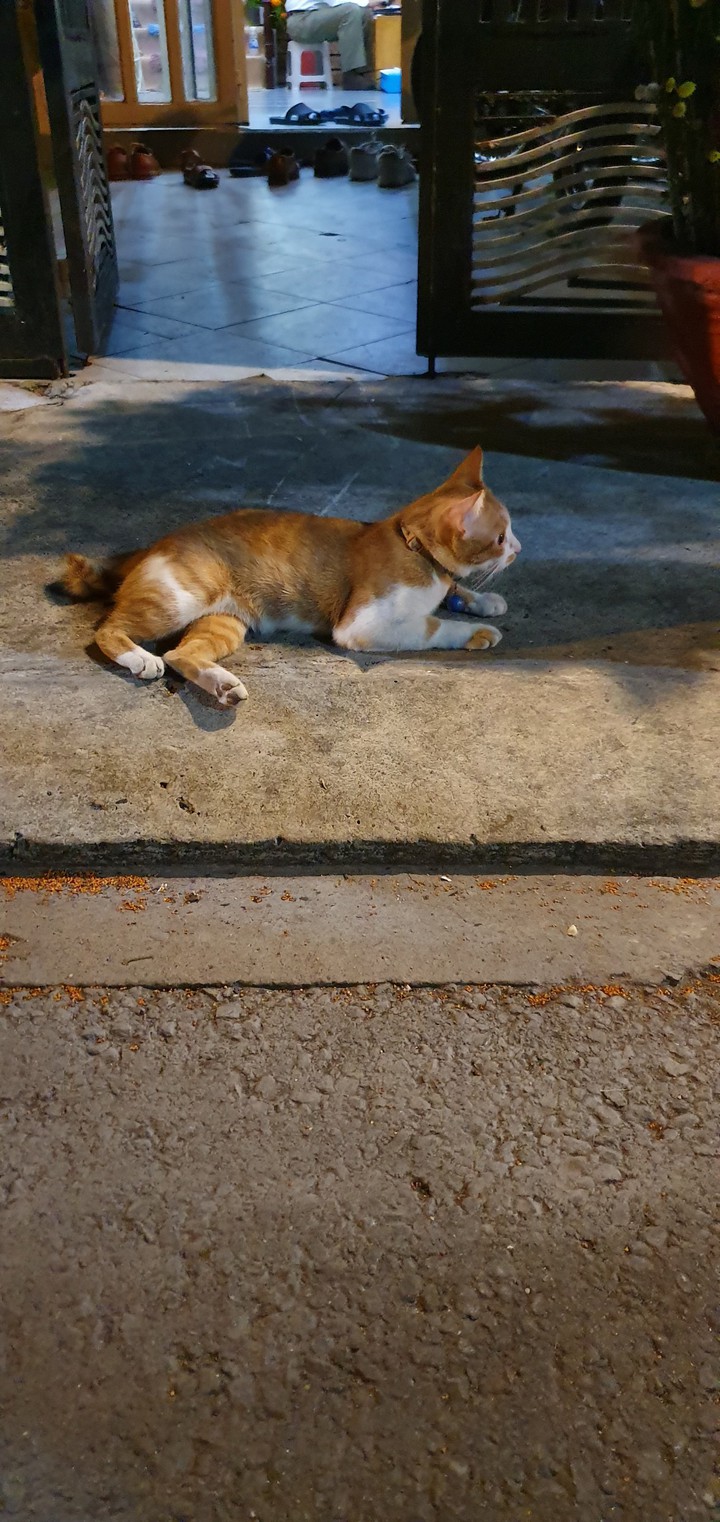 meow