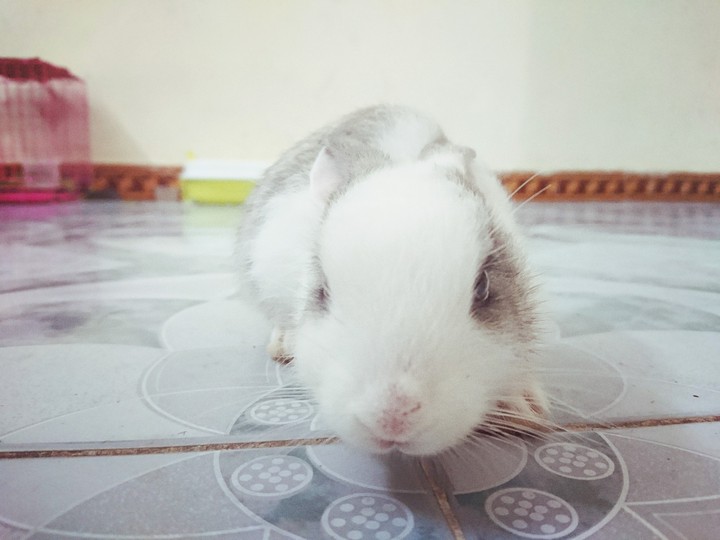 Cute rabbit.