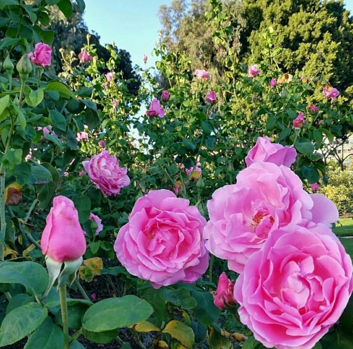 expositionparkrosegarden.