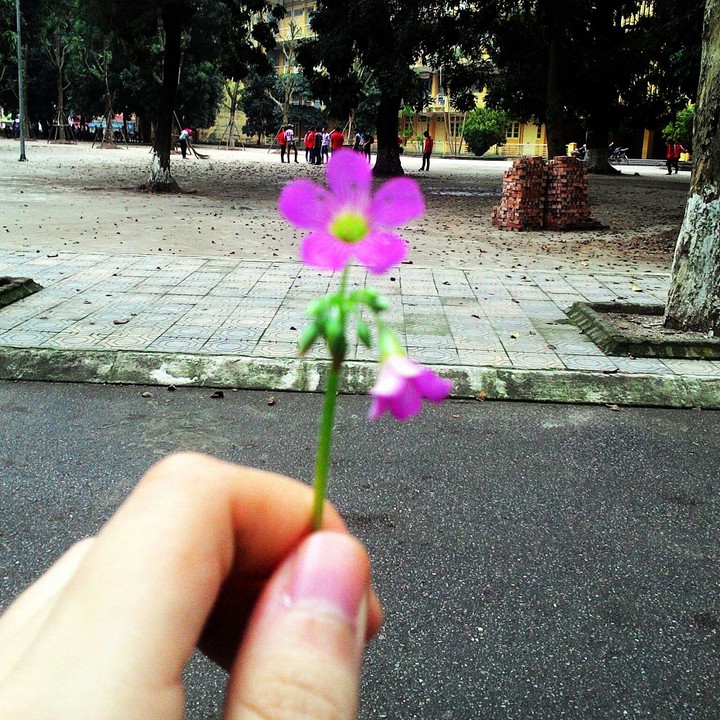 violet