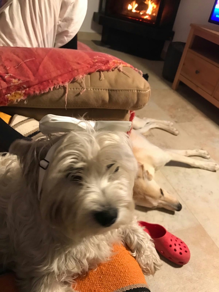 perros