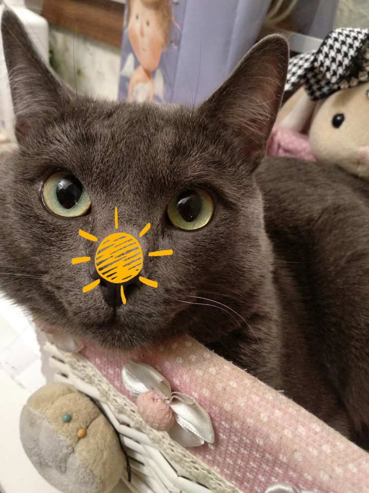 cat