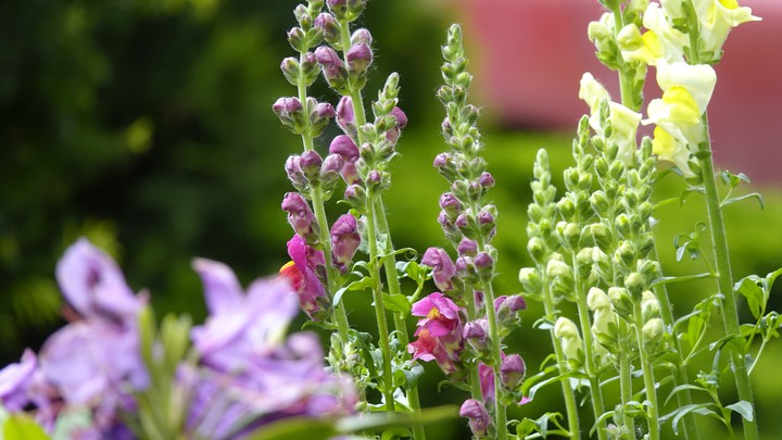 flowers