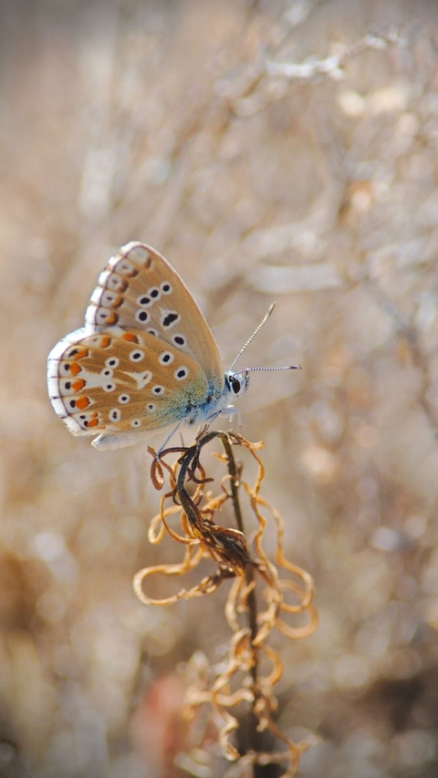 polyommatus, plebejus壁纸