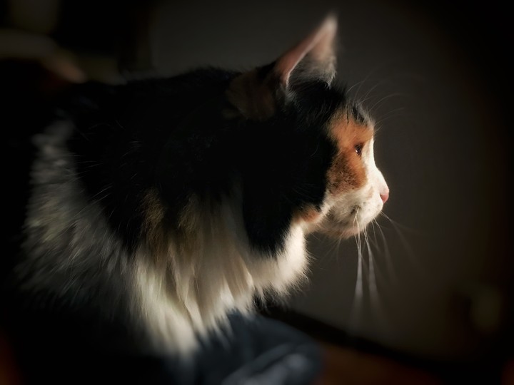the cat