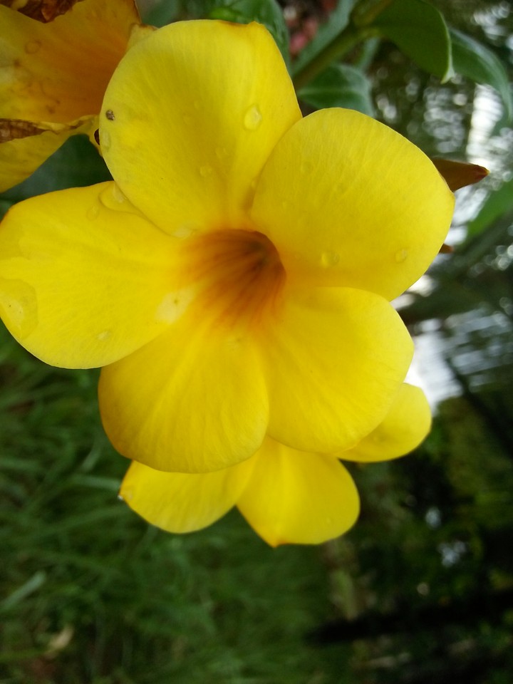 natural flower