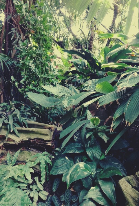 Leaves