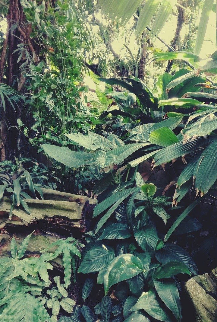 Leaves