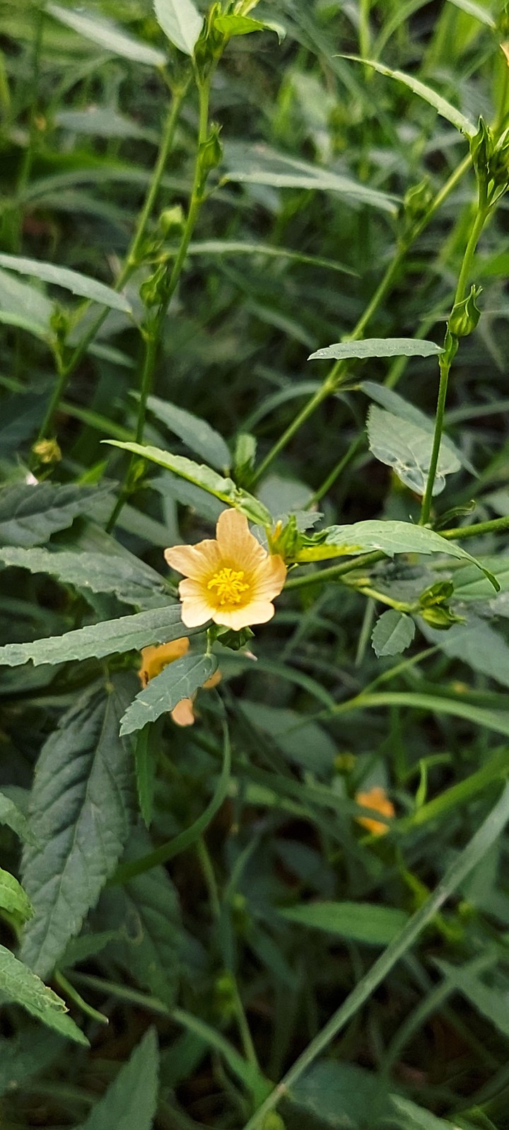 small flower
