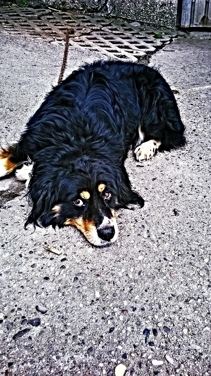 Dog