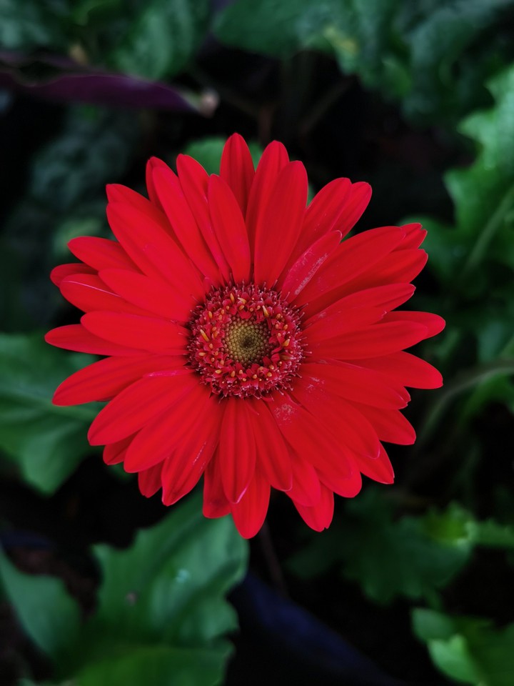 Red Daisy
