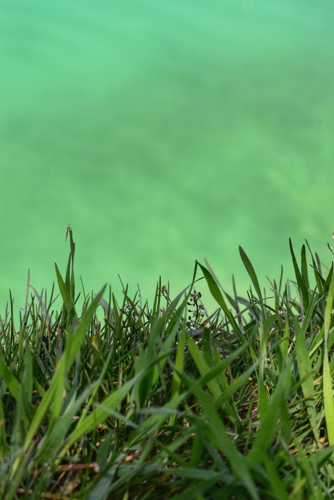 grass