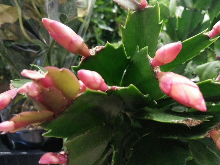 chili flowers